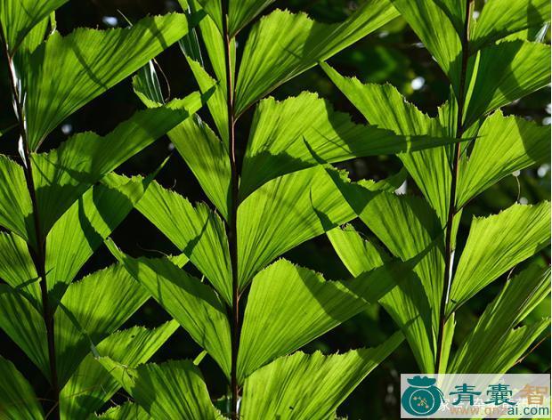 中药材鱼尾葵叶图片