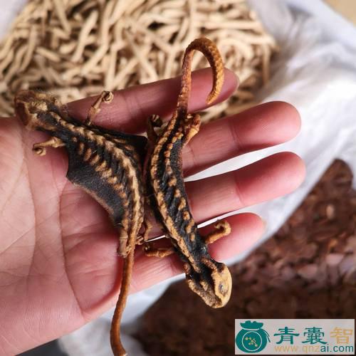 中药材鱼狗图片