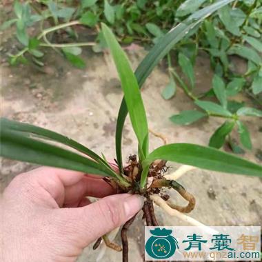中药材鱼肚肠草图片