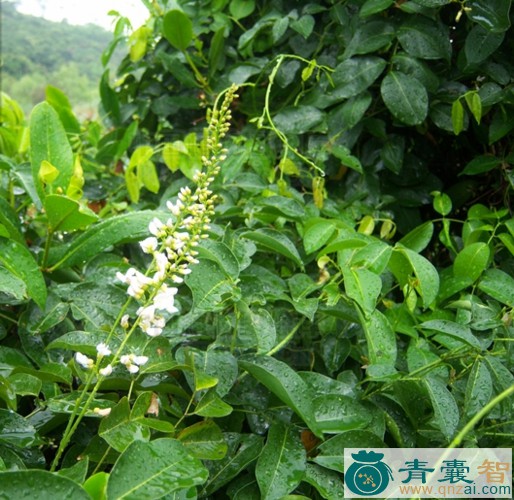 中药材鱼藤草图片