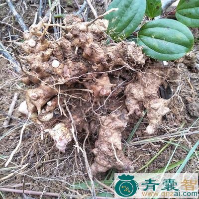 中药材鱼螆图片