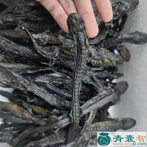 鱼骨折的性状性味归经以及功效用法-青囊智