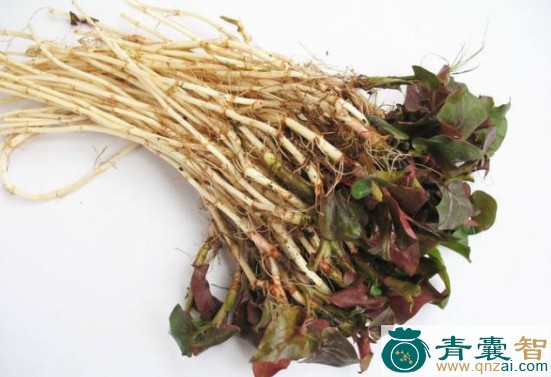 中药材鱼鳔草图片