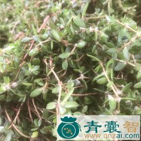 中药材鱼鳞草图片
