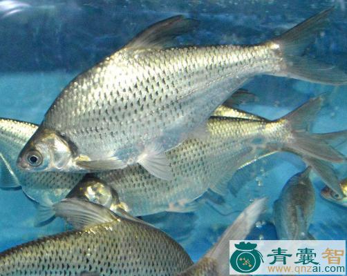 中药材鲂鱼图片