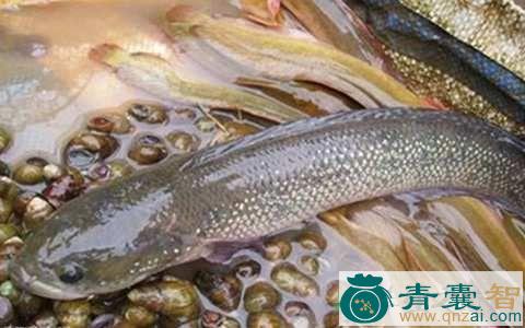 中药材鲈鳢图片