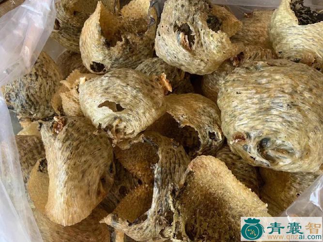 中药材鲍鱼皮图片
