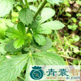 中药材鲎圭草图片