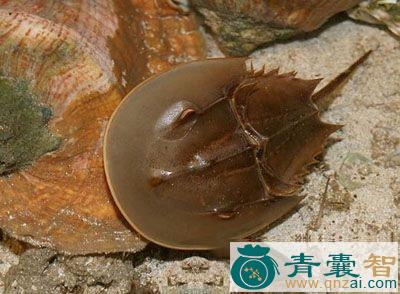 中药材鲎胆图片