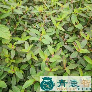 中药材鲎脚菜图片