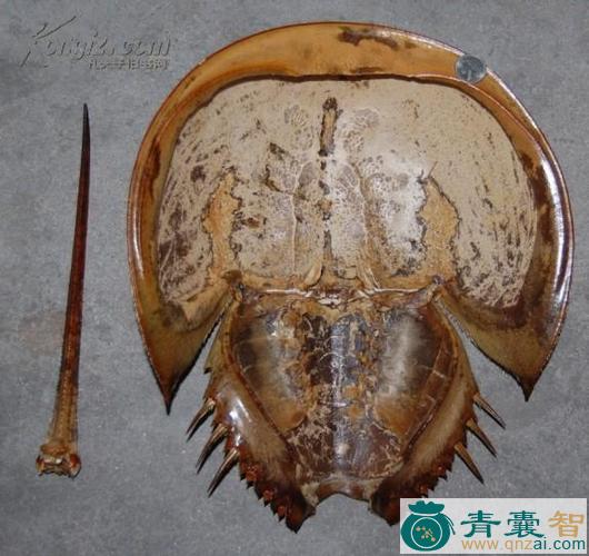 中药材鲎鱼壳图片
