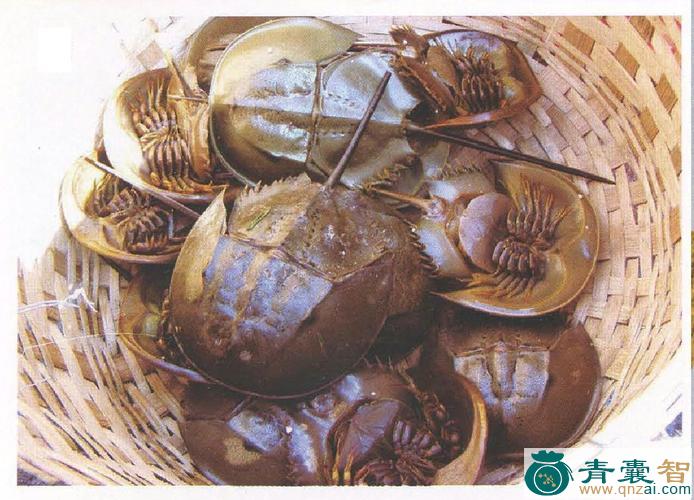 中药材鲎鱼肉图片