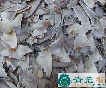 中药材鲛鲨翅图片