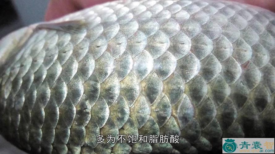 鲤鱼鳞的性味归经以及功效用法-青囊智
