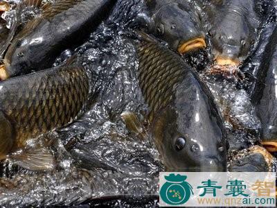 中药材鲤鱼齿图片