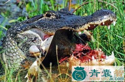 中药材鲨鱼胆图片