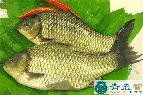 鲫的性味归经以及功效用法和注意事项-青囊智