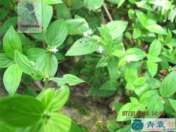 中药材鲫鱼藤图片