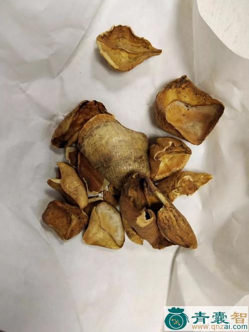 中药材鲮鲤甲图片