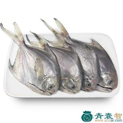鲳鱼的性味归经以及功效用法和注意事项-青囊智