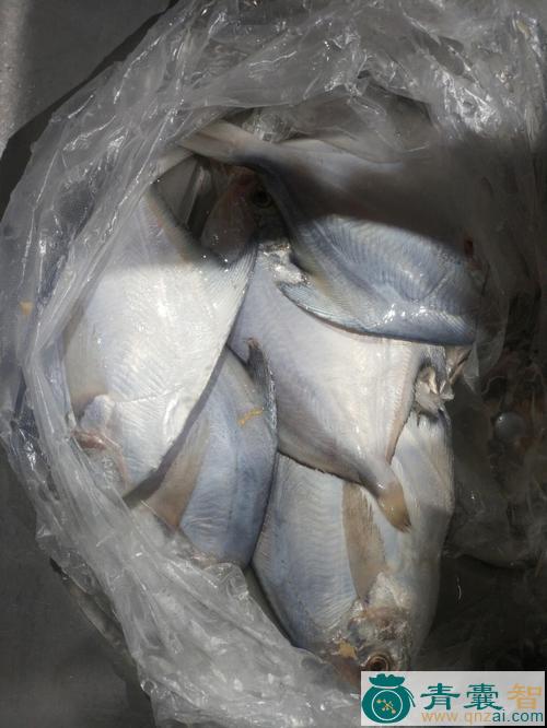 中药材鲳鳊图片
