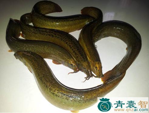 中药材鳅图片