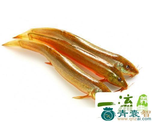 中药材鳅鱼图片