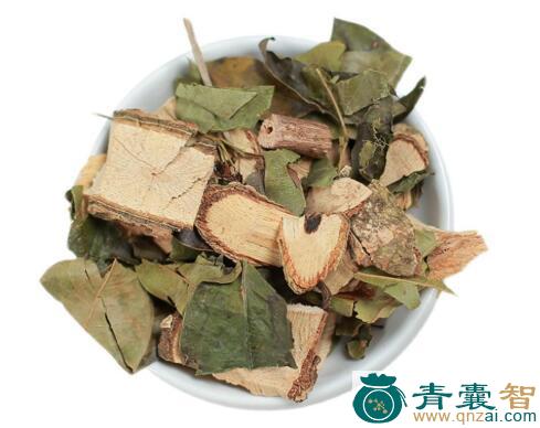 中药材鳊鹅掌柴图片