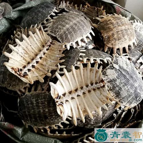 中药材鳖壳图片