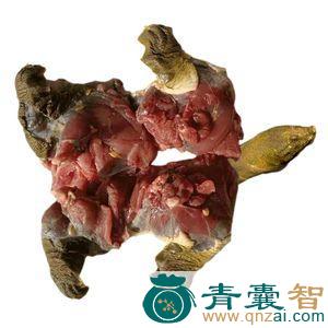 中药材鳖肉图片