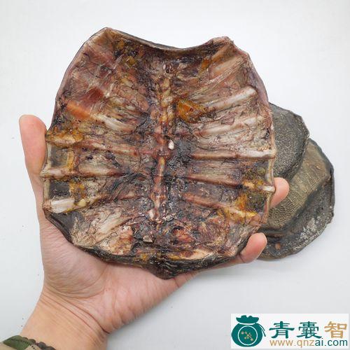 中药材鳖血图片