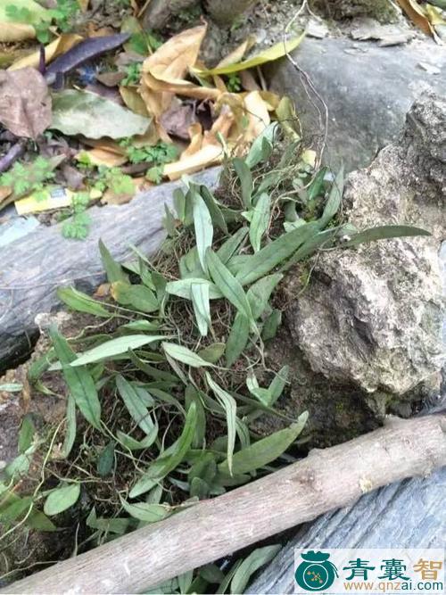 中药材鳖颈草图片