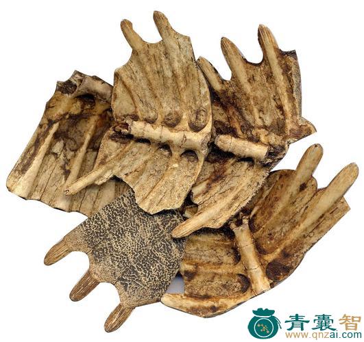 中药材鳖鲤甲图片