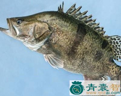 鳜鱼胆的性味归经以及功效用法-青囊智