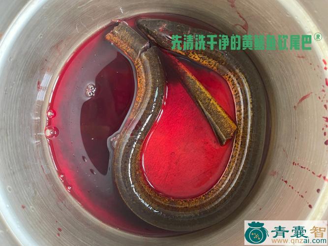 中药材鳝鱼血图片