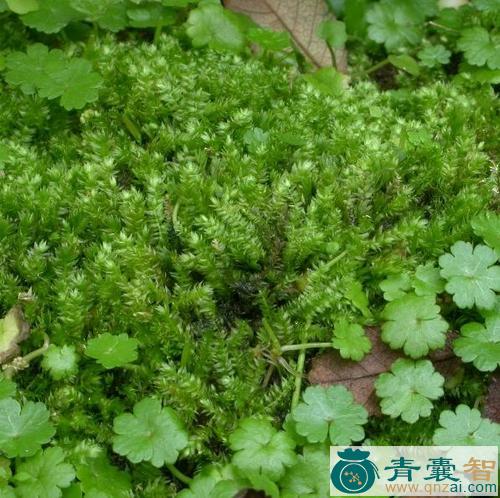 中药材鳞叶藓图片
