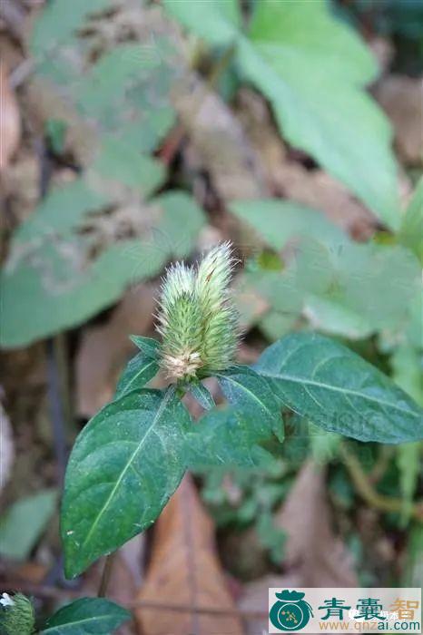 中药材鳞花草图片