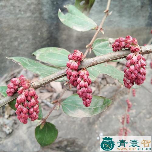 中药材鵏鸽腿图片