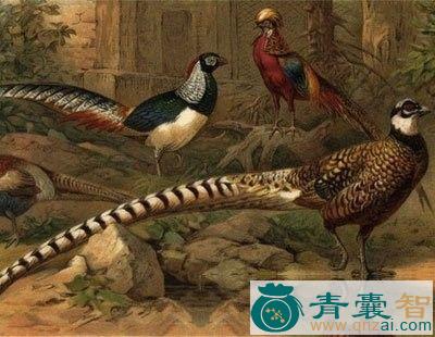 中药材鷩雉图片