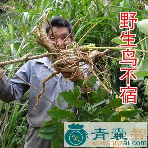 中药材鸟不踏图片