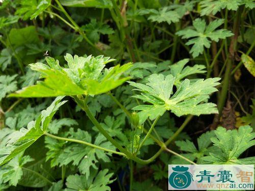 中药材鸟距草图片