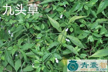 中药材鸠草图片