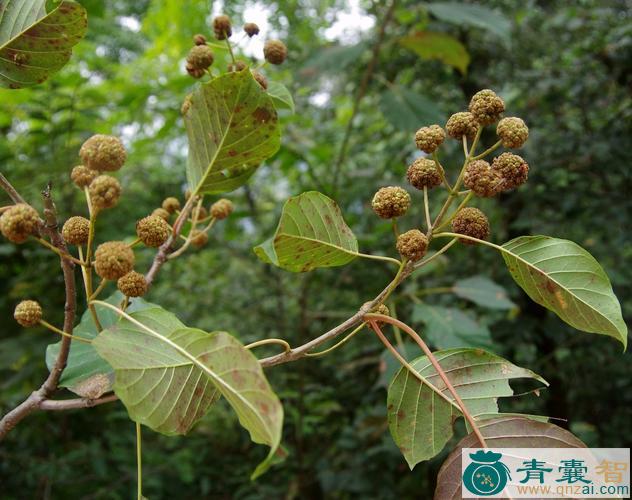 中药材鸡仔木图片