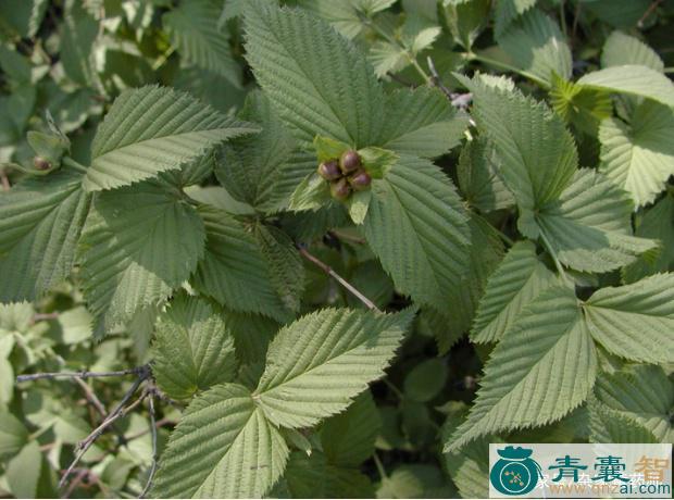 鸡仔麻的性状性味归经以及功效用法和注意事项-青囊智