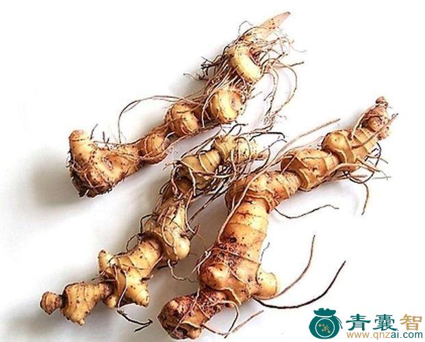 中药材鸡儿头图片