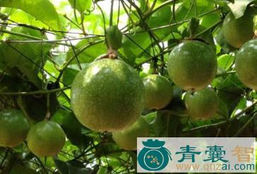 中药材鸡公柴果图片