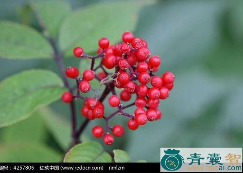 中药材鸡冠豆图片