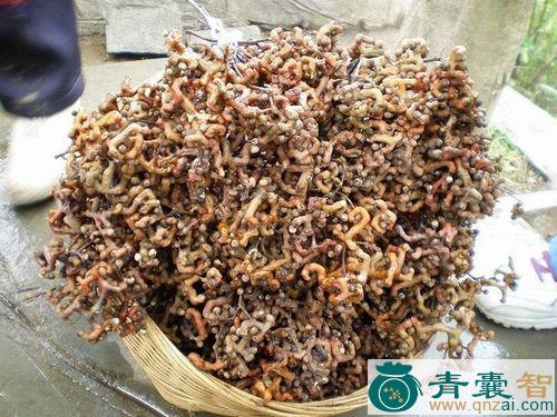 中药材鸡勾札图片