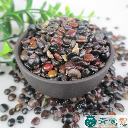 鸡嗉子的性状性味归经以及功效用法和注意事项-青囊智