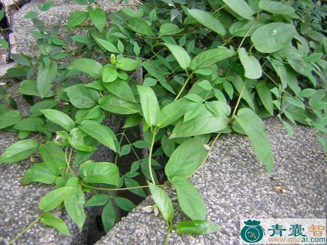 中药材鸡嘴藤图片